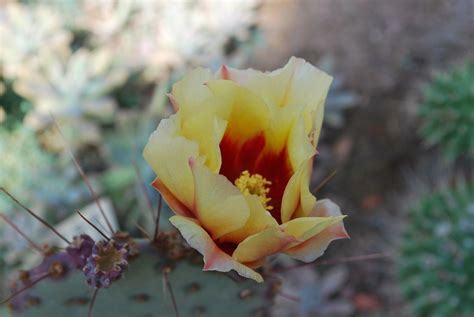 Nudity in Cactus Flower